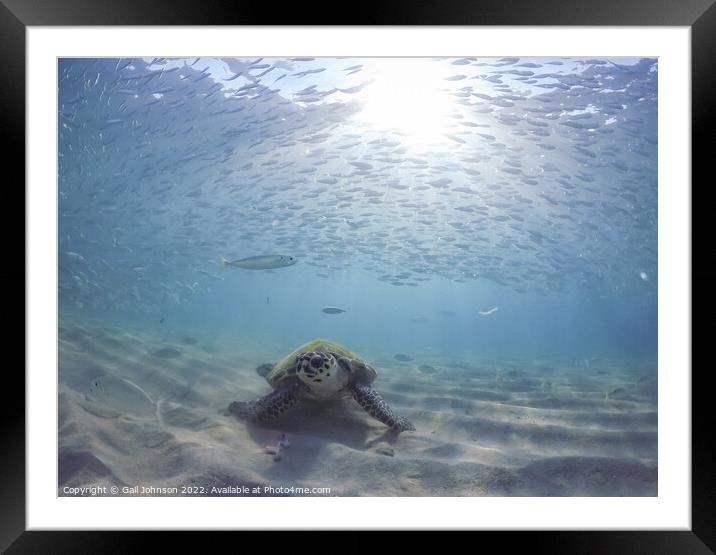 Turtle and fish Framed Mounted Print by Gail Johnson