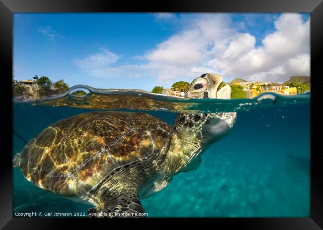 Turtle coming up for air Framed Print by Gail Johnson