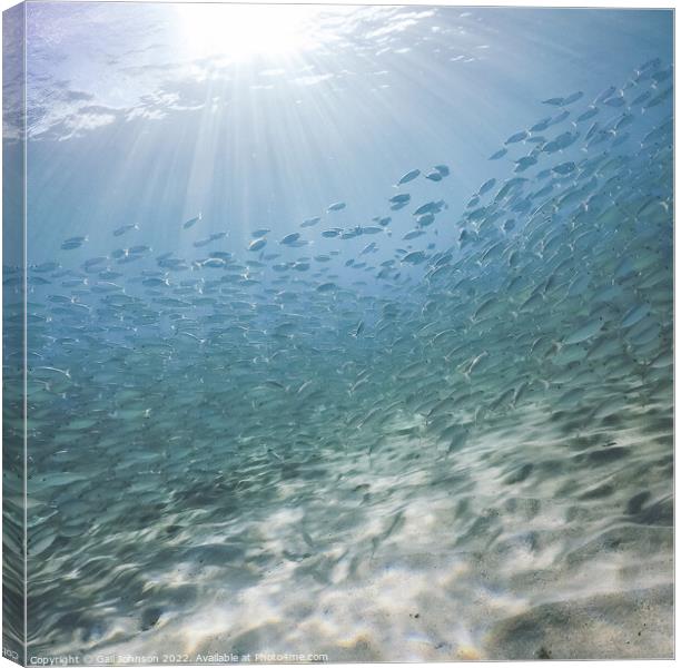 Fish and Sun rays  Canvas Print by Gail Johnson