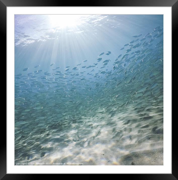 Fish and Sun rays  Framed Mounted Print by Gail Johnson