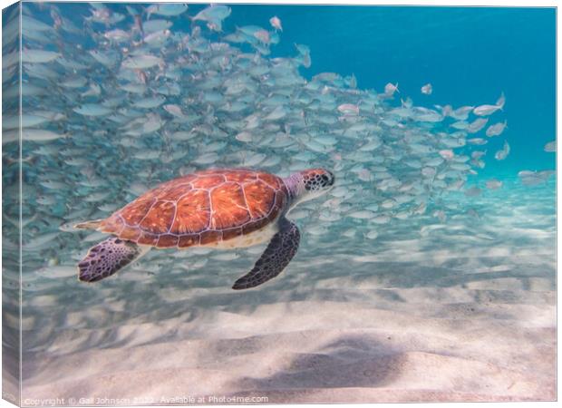 Turtle underwater with fish Canvas Print by Gail Johnson