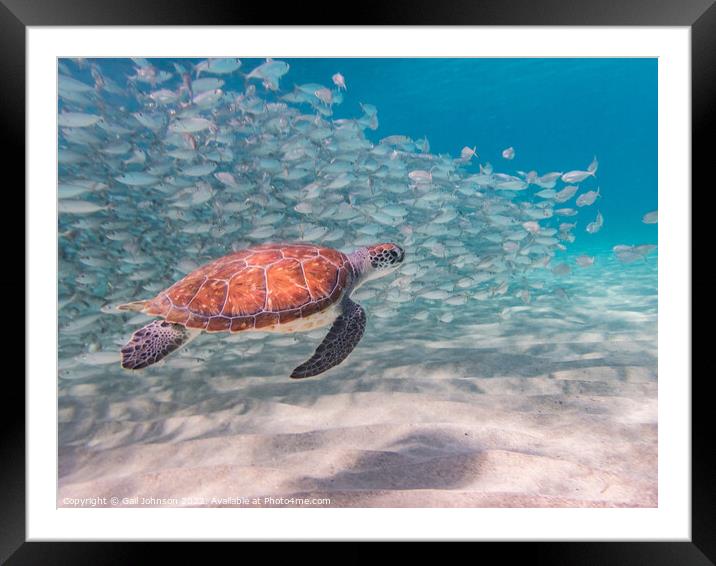 Turtle underwater with fish Framed Mounted Print by Gail Johnson