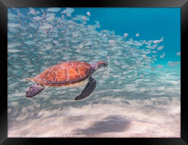 Turtle underwater with fish Framed Print by Gail Johnson