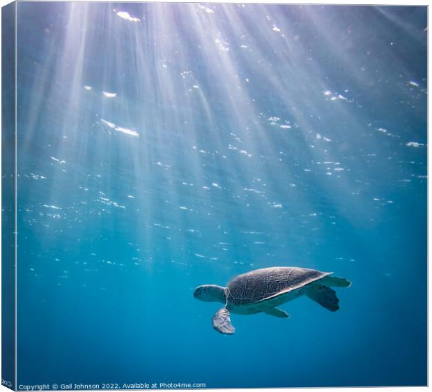 Turtle underwater  Canvas Print by Gail Johnson