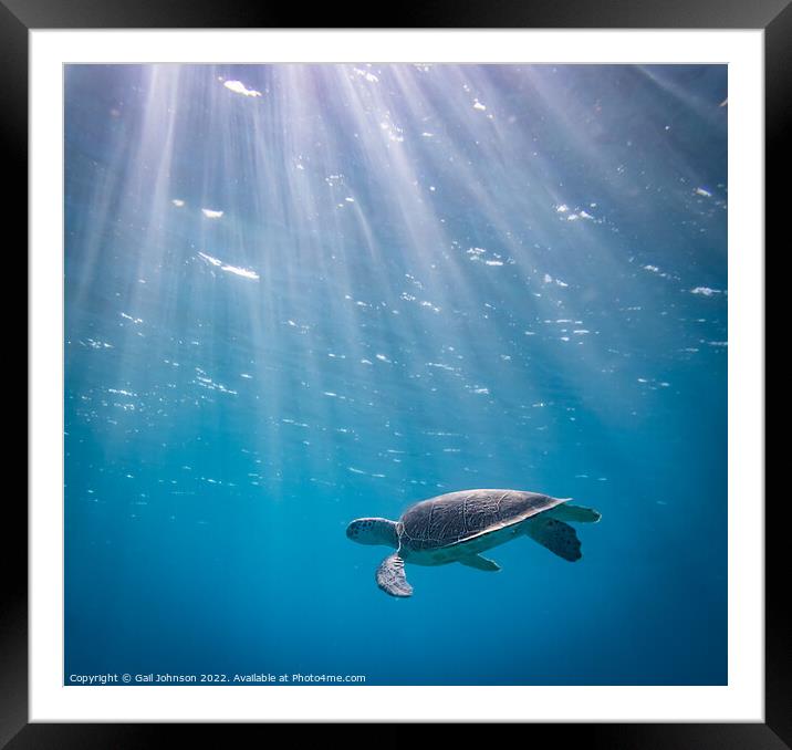 Turtle underwater  Framed Mounted Print by Gail Johnson