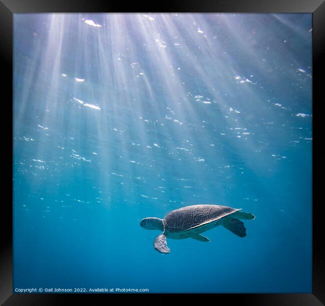 Turtle underwater  Framed Print by Gail Johnson