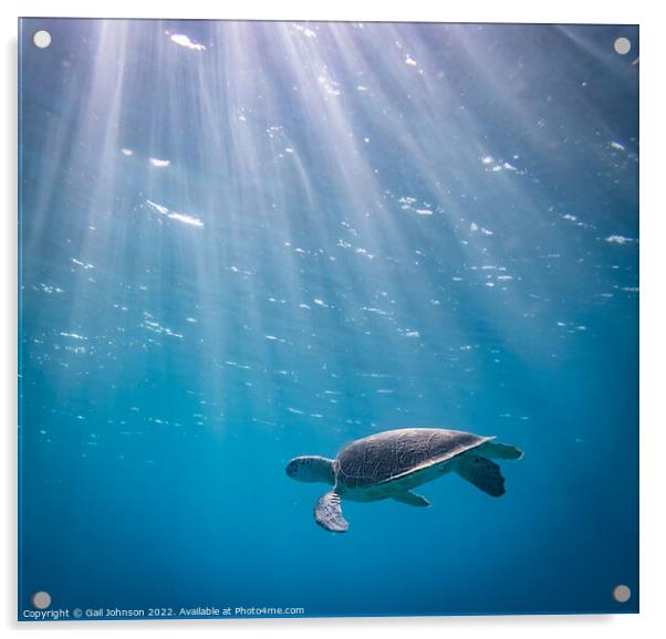 Turtle underwater  Acrylic by Gail Johnson