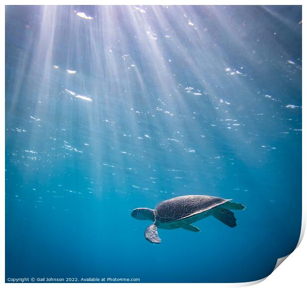 Turtle underwater  Print by Gail Johnson