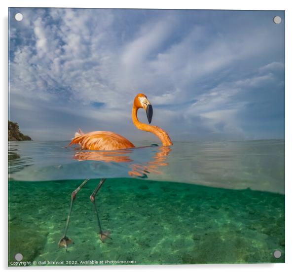 Flamingo  Acrylic by Gail Johnson