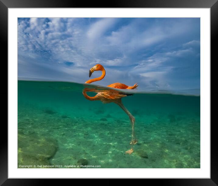 Flamingo  swimming i Framed Mounted Print by Gail Johnson