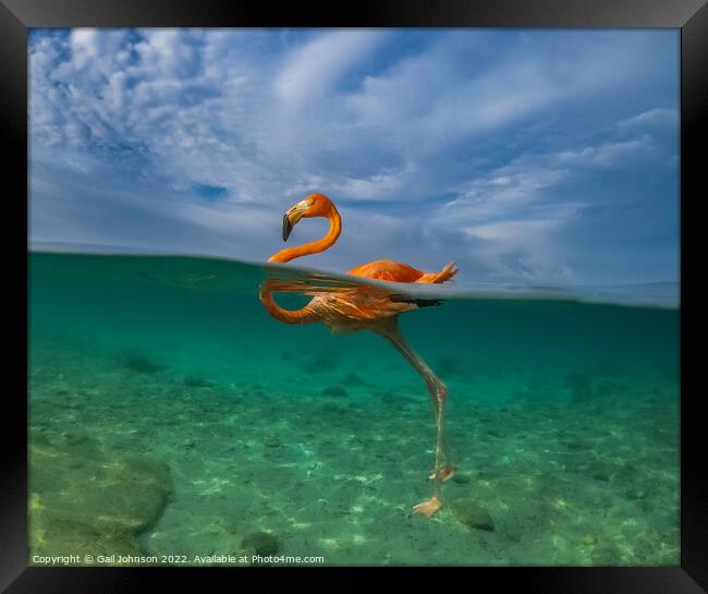 Flamingo  swimming i Framed Print by Gail Johnson