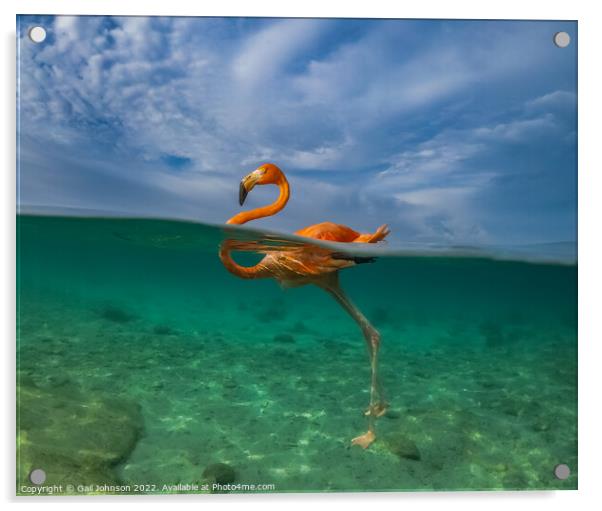 Flamingo  swimming i Acrylic by Gail Johnson