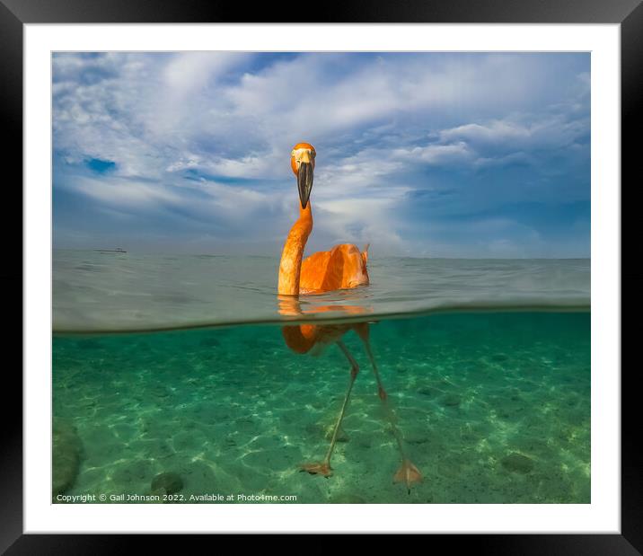 Flamingo  swimming in the ocean off Curacao  Framed Mounted Print by Gail Johnson