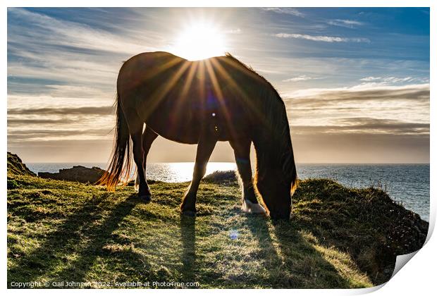 Wild Welsh Pony in the sunset Print by Gail Johnson