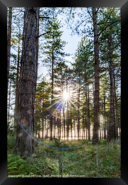 Newborough Forest  Framed Print by Gail Johnson