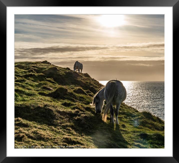 Wild Welsh Pony in the sunset Framed Mounted Print by Gail Johnson