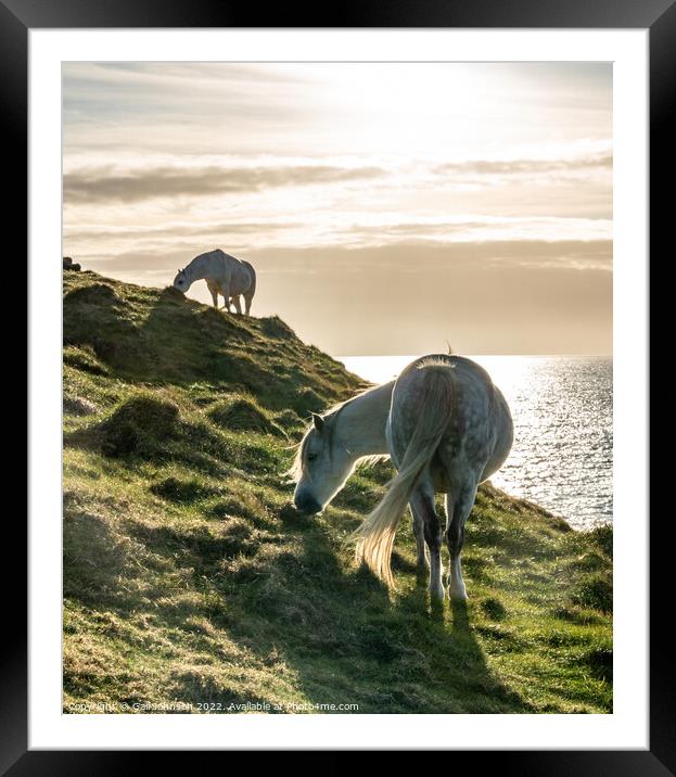 Wild Welsh Pony in the sunset Framed Mounted Print by Gail Johnson