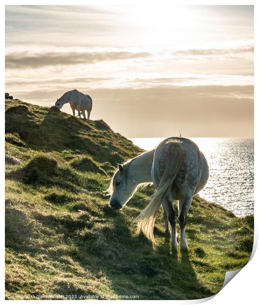 Wild Welsh Pony in the sunset Print by Gail Johnson