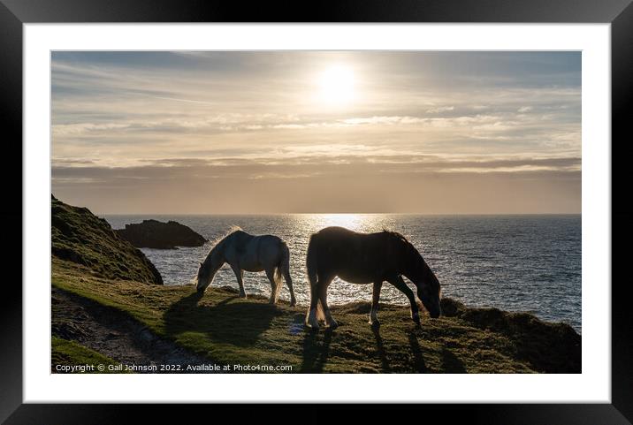 Wild Welsh Pony in the sunset Framed Mounted Print by Gail Johnson