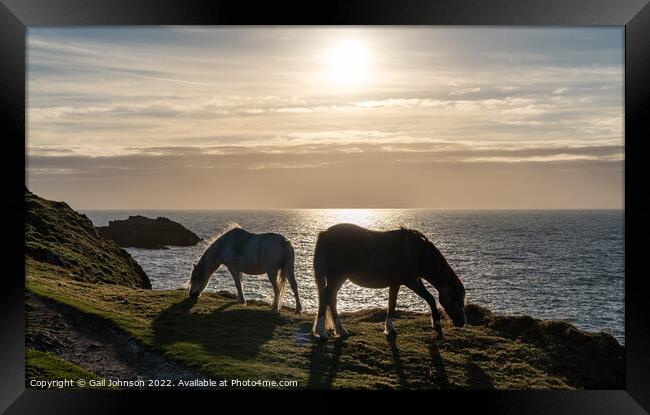Wild Welsh Pony in the sunset Framed Print by Gail Johnson