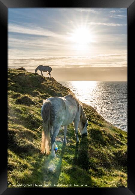 Wild Welsh Pony in the sunset Framed Print by Gail Johnson