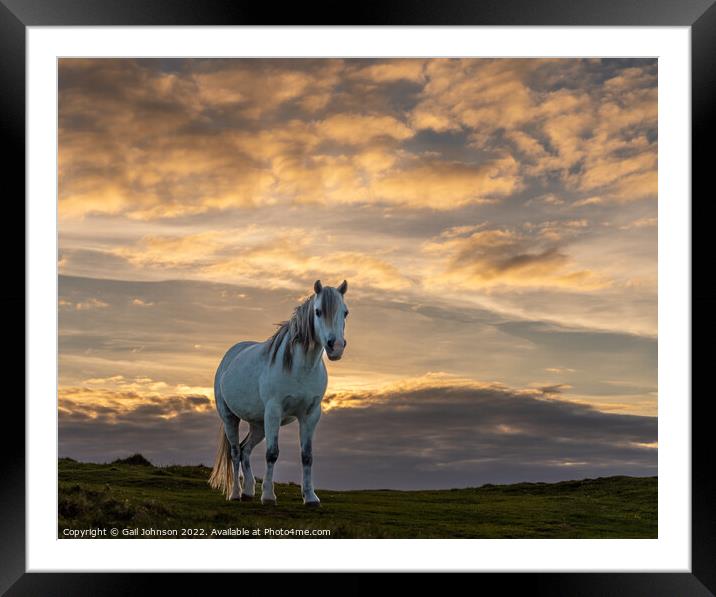 wild welsh pony in the sunset  Framed Mounted Print by Gail Johnson