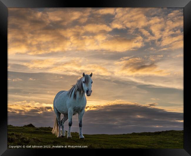 wild welsh pony in the sunset  Framed Print by Gail Johnson