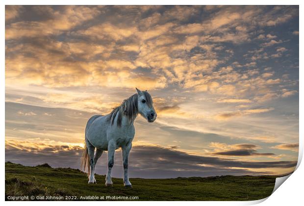 Llandwyn Island wild pony sunset Print by Gail Johnson