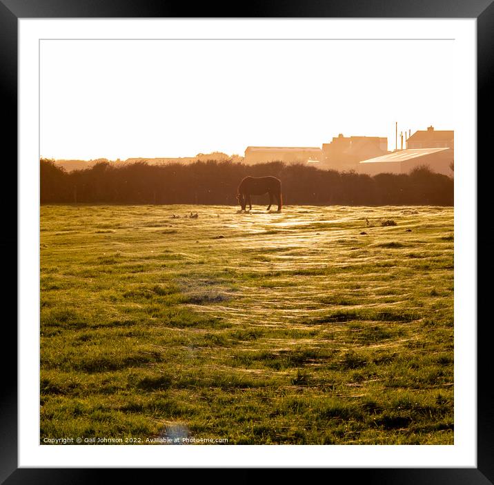 cobwebs covering a field at sunset  Framed Mounted Print by Gail Johnson