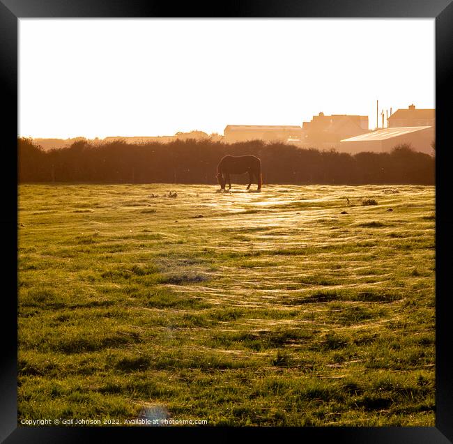 cobwebs covering a field at sunset  Framed Print by Gail Johnson