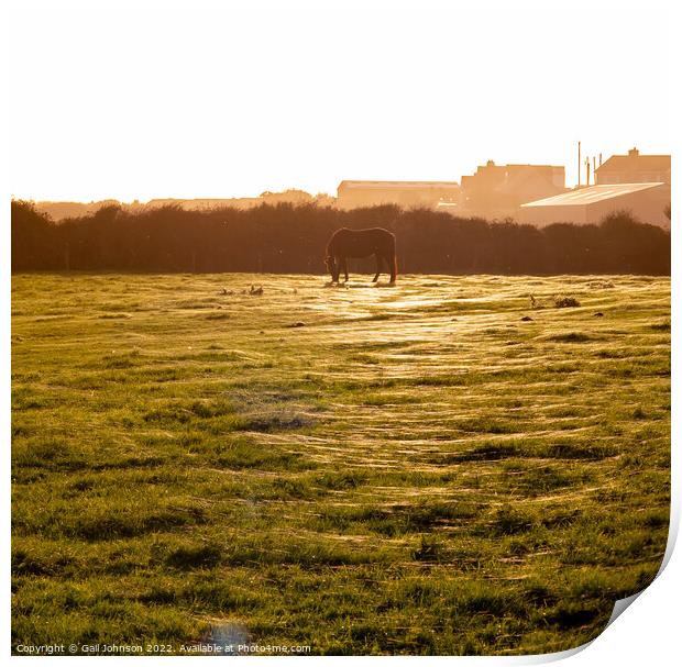 cobwebs covering a field at sunset  Print by Gail Johnson