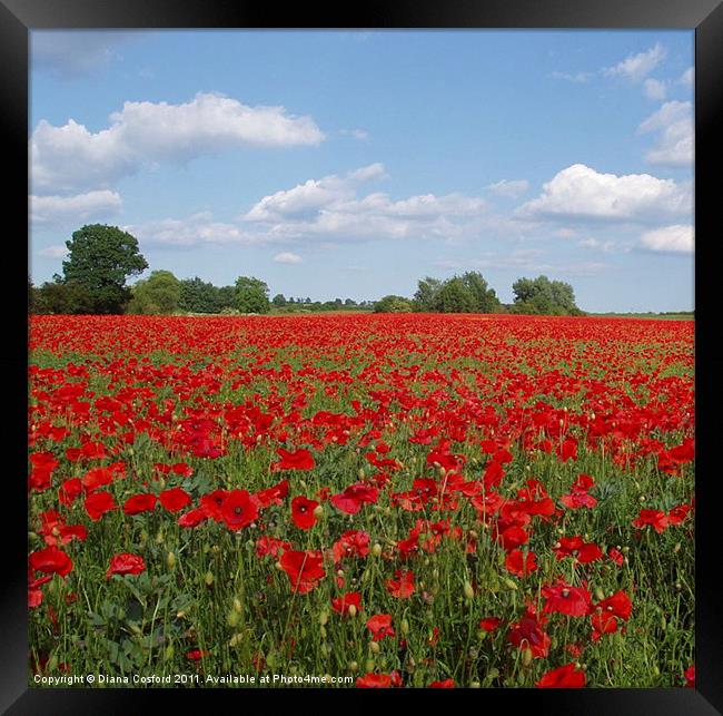 Poppy Field, Northamptonshire, England Framed Print by DEE- Diana Cosford