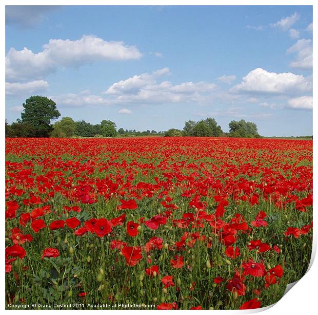 Poppy Field, Northamptonshire, England Print by DEE- Diana Cosford