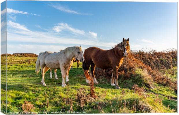 Wild Welsh ponies at Sunset  Canvas Print by Gail Johnson