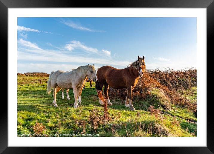Wild Welsh ponies at Sunset  Framed Mounted Print by Gail Johnson