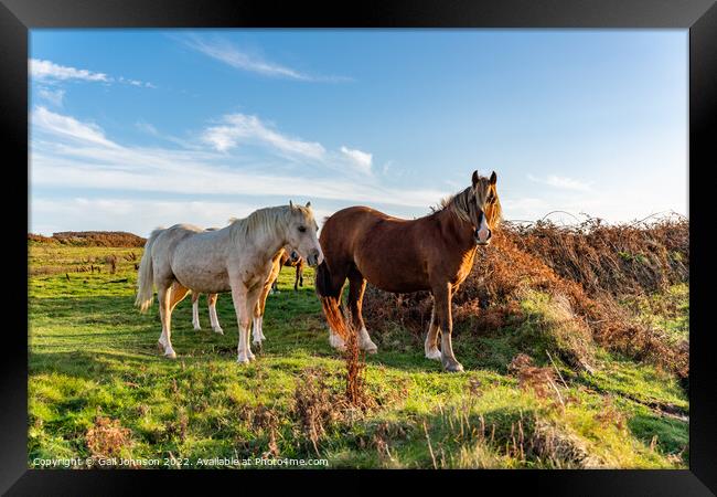 Wild Welsh ponies at Sunset  Framed Print by Gail Johnson