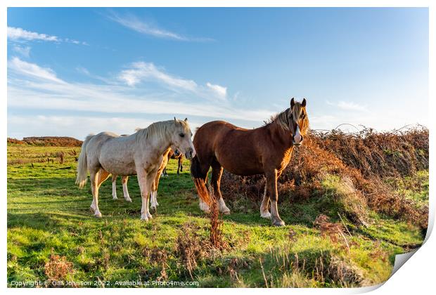 Wild Welsh ponies at Sunset  Print by Gail Johnson
