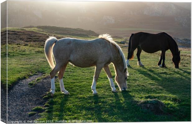 Wild Welsh ponies at Sunset at the Breakwater Park Holyhead  Canvas Print by Gail Johnson