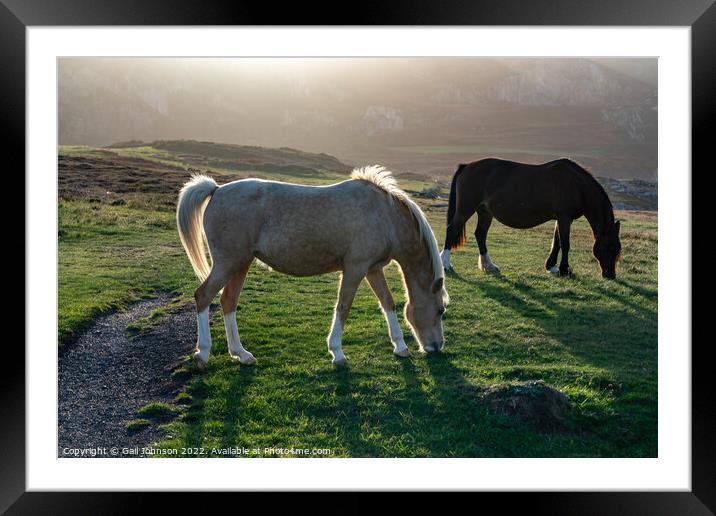 Wild Welsh ponies at Sunset at the Breakwater Park Holyhead  Framed Mounted Print by Gail Johnson