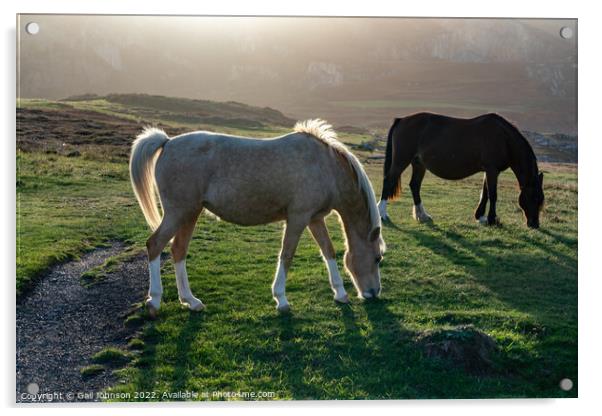 Wild Welsh ponies at Sunset at the Breakwater Park Holyhead  Acrylic by Gail Johnson