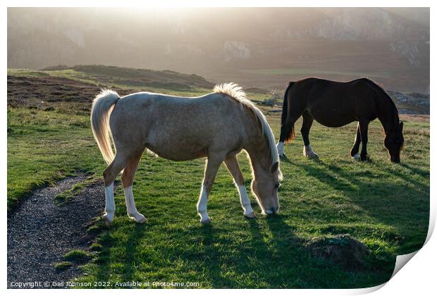 Wild Welsh ponies at Sunset at the Breakwater Park Holyhead  Print by Gail Johnson