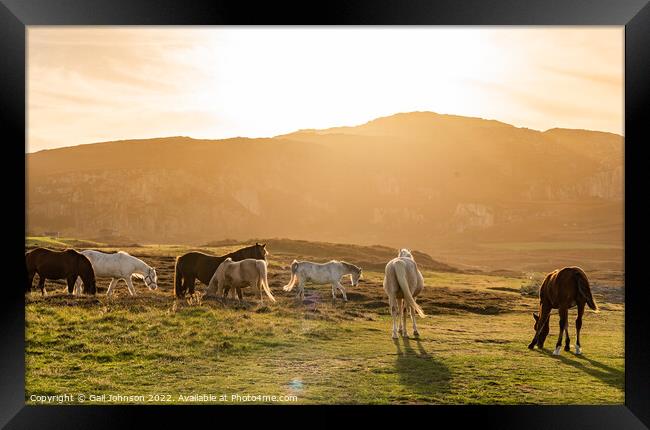 Wild Welsh ponies at Sunset at the Breakwater Park Holyhead  Framed Print by Gail Johnson