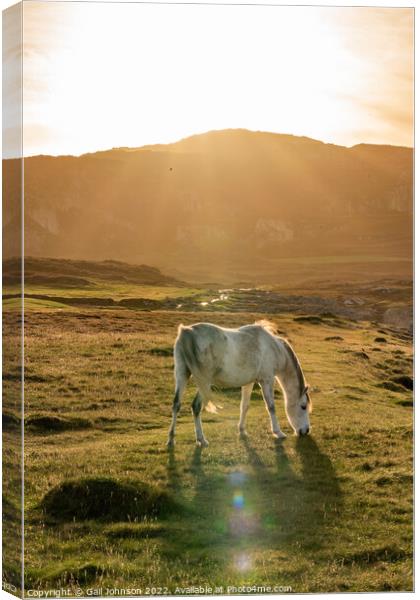 Wild Welsh ponies at Sunset at the Breakwater Park Holyhead  Canvas Print by Gail Johnson