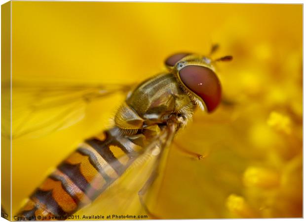 hoverfly Canvas Print by Jo Beerens
