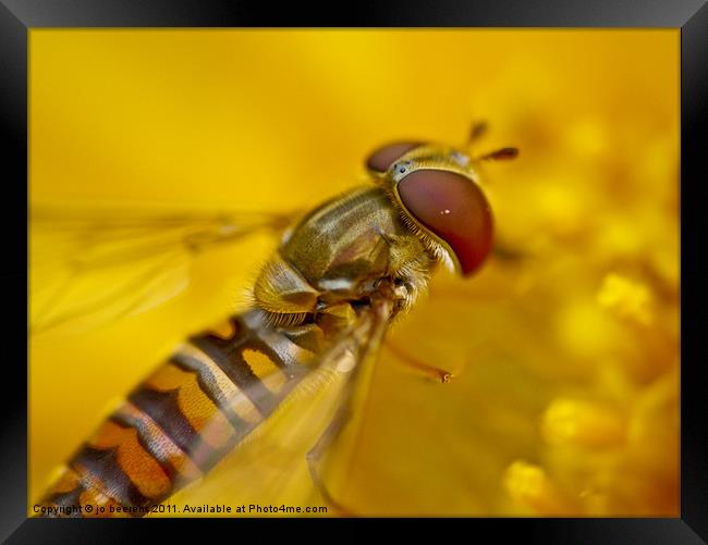 hoverfly Framed Print by Jo Beerens