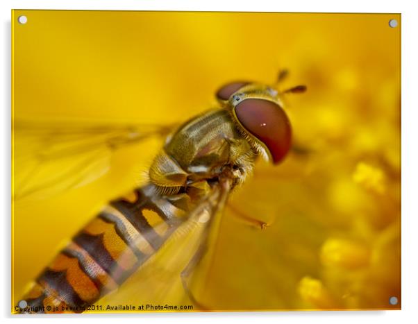hoverfly Acrylic by Jo Beerens