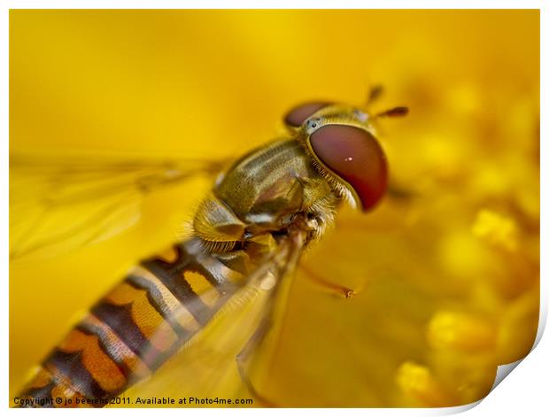 hoverfly Print by Jo Beerens