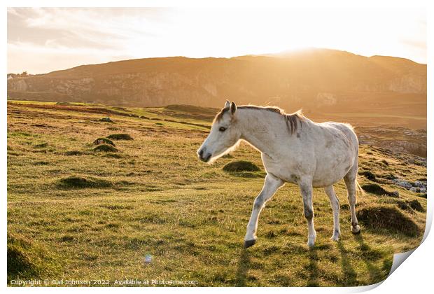 Wild Welsh ponies at Sunset at the Breakwater Park Holyhead  Print by Gail Johnson