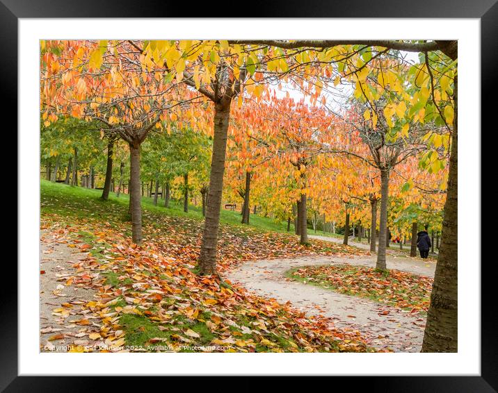 Autumn Trees  Framed Mounted Print by Gail Johnson