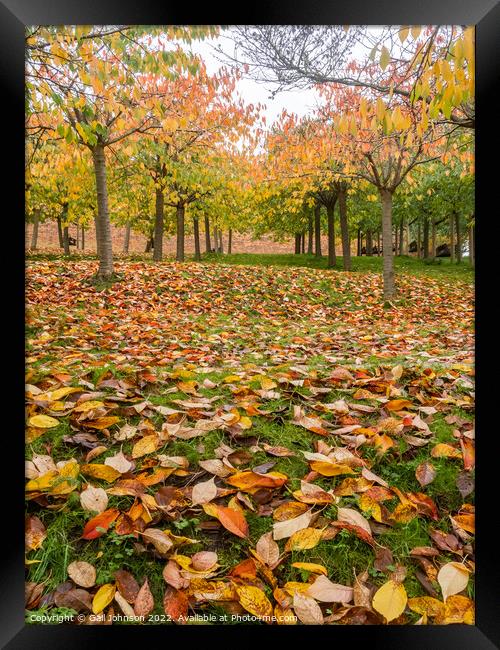 Autumn Trees  Framed Print by Gail Johnson